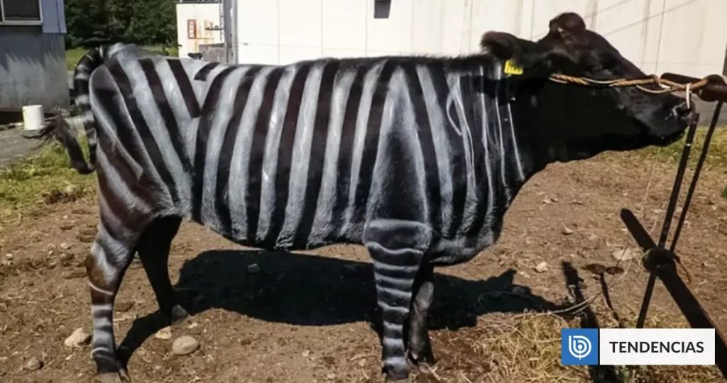 Descubrimientos Sorprendentes en los Ig Nobel 2025