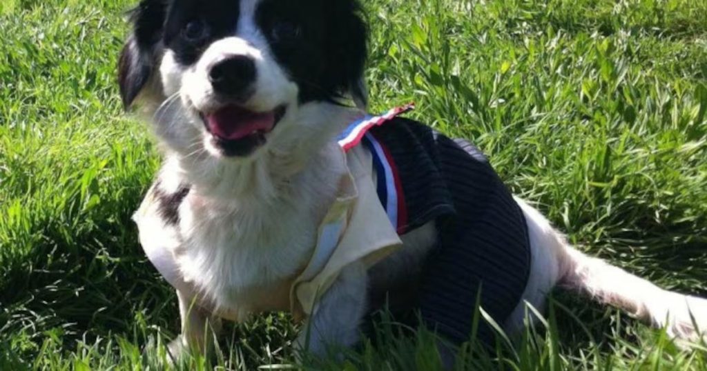 Cuida a tus mascotas en las celebraciones patrias de Chile