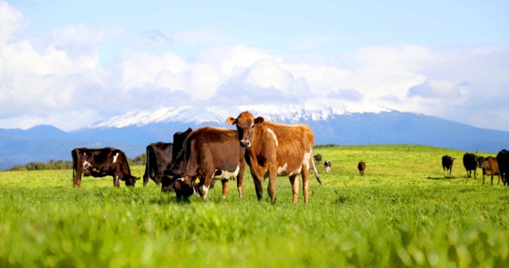 Manuka reafirma liderazgo en sostenibilidad y bienestar animal