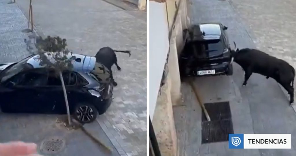 Impresionante Fuerza: Toro Enfurecido Arrasa con Auto en España.
