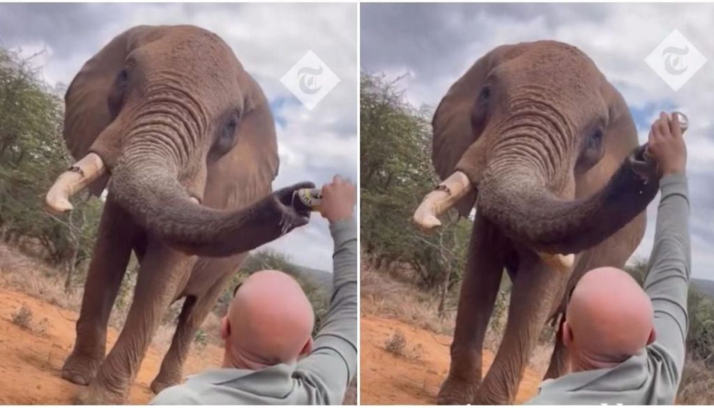 Turista causa indignación al dar cerveza a un elefante en Kenia