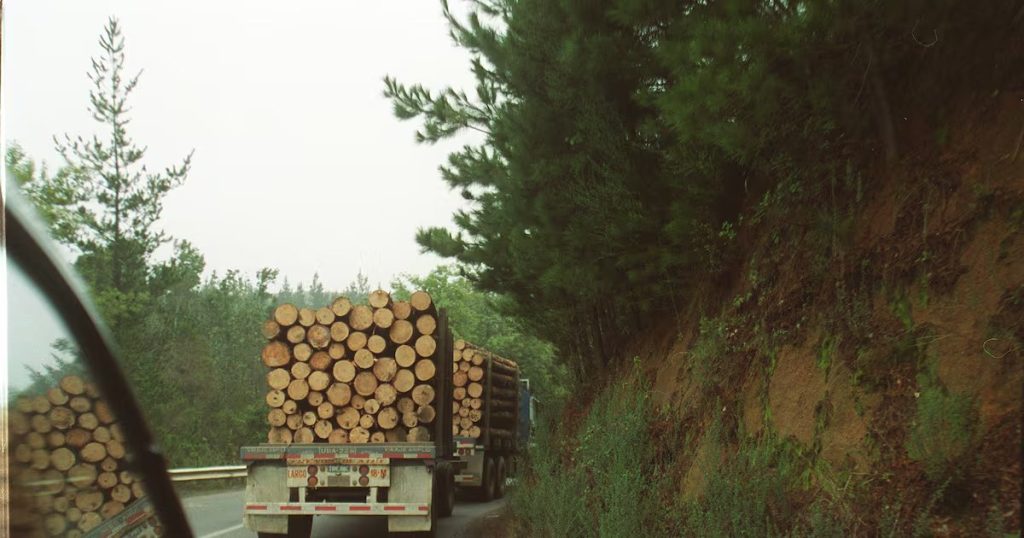 Impacto de los Aranceles a la Madera en la Economía Chilena