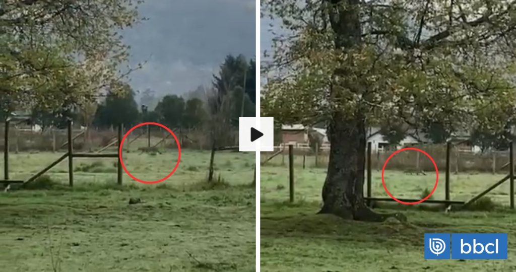 Avistamiento de puma en Pucón alerta a la comunidad local