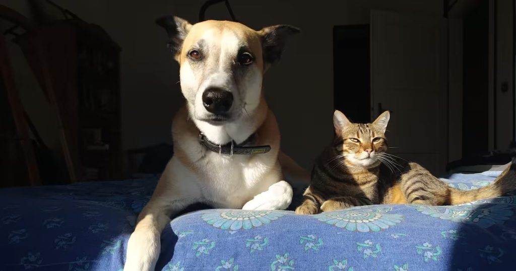 La Transformación de las Mascotas en Parte de la Familia