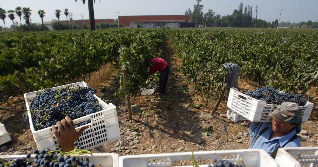 Migrantes Bolivianos: Clave en el Auge de la Fruticultura Chilena 2025