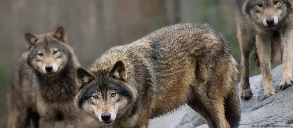 Los lobos del bosque: el verdadero temor que sienten los humanos