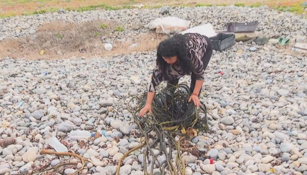 Recolección de algas: Aporte ambiental y sustentabilidad en Ovalle