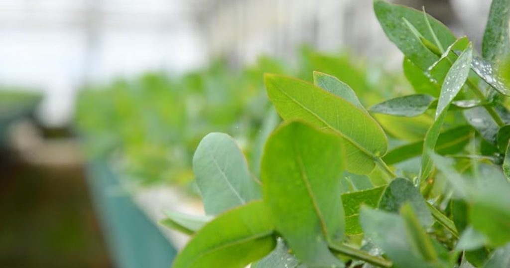 Innovación chilena: súper eucalipto y camiones híbridos revolucionan el transporte.