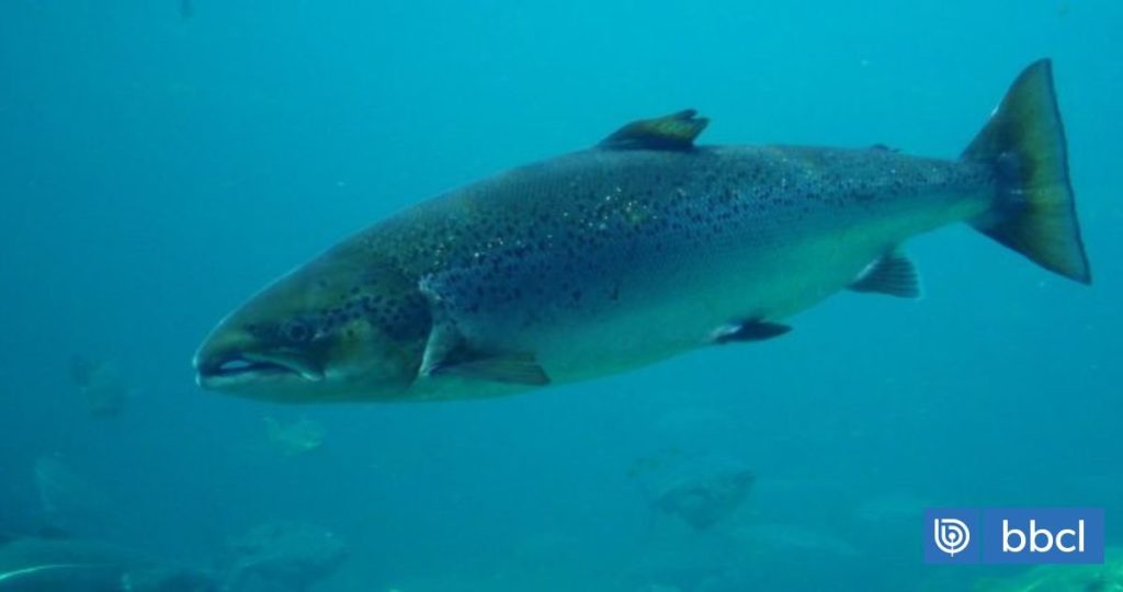Escape masivo de salmones en Calbuco genera alarma sanitaria