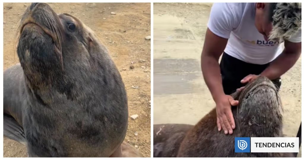 Un lobo marino y su pescador conquistan las redes sociales