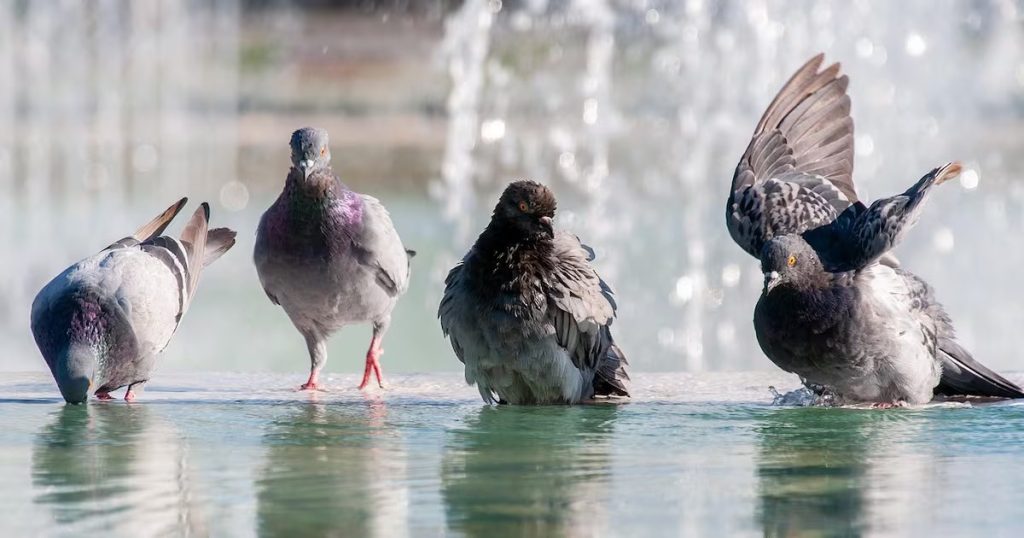 Palomas en Santiago: Centinelas de la Contaminación Urbana