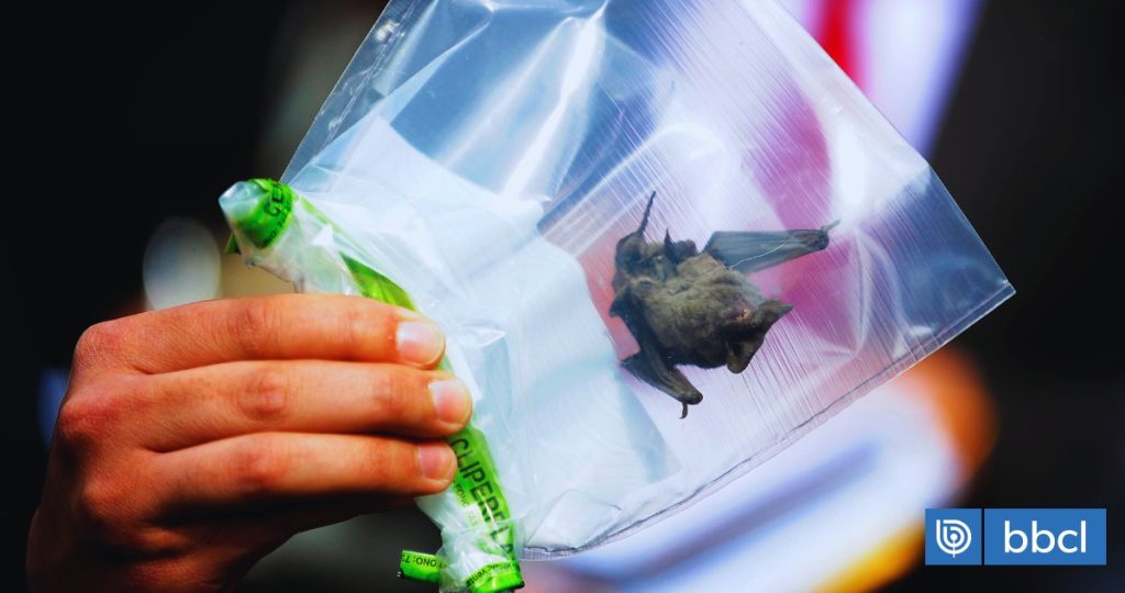 Primer caso de rabia en murciélago alerta a Los Lagos