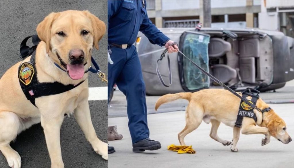 Retiro de Freedom: El Héroe Canino que Luchó Contra Incendios