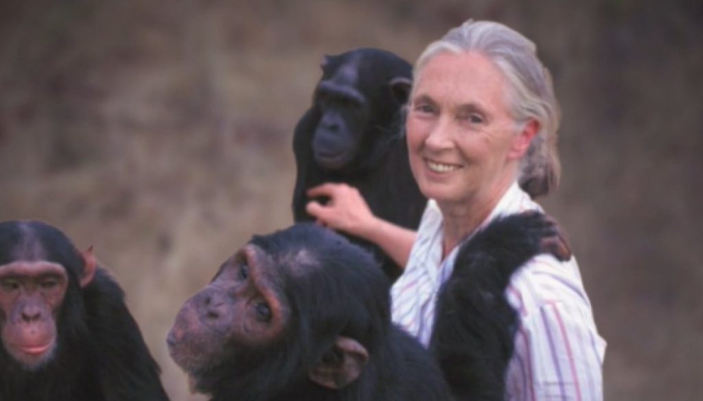 Jane Goodall promueve la conciencia ambiental en Chile