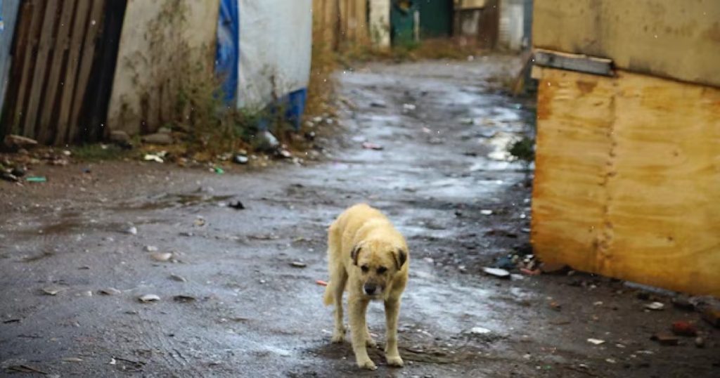 Medidas Municipales Urgentes para Proteger Mascotas en Desalojos