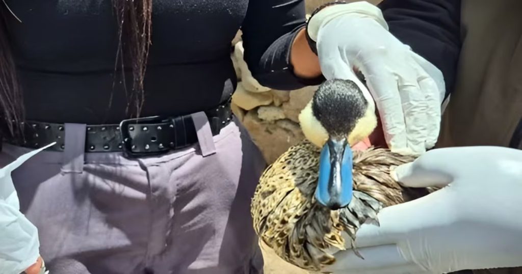 Impactante derrame de aceite pone en riesgo la biodiversidad del Lauca