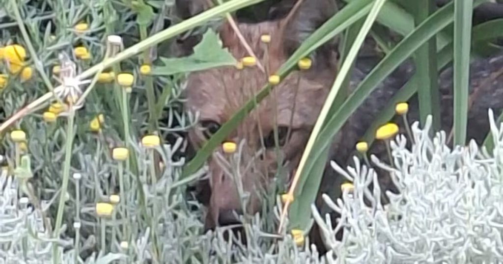 Zorro rescatado en Las Condes: la importancia de proteger la fauna urbana