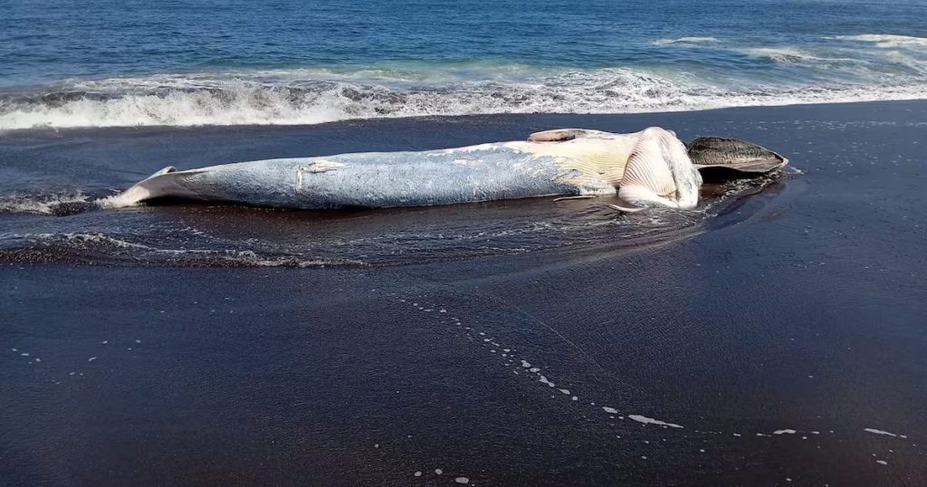 Ballena Sei en Decomposición Genera Alarma en San Pedro de la Paz
