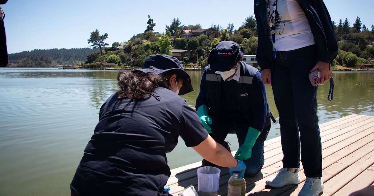 Florecimiento Tóxico en el Lago Vichuquén y Su Impacto - Crisis Ambiental en Vichuquén: Lago Cerrado Hasta 2026