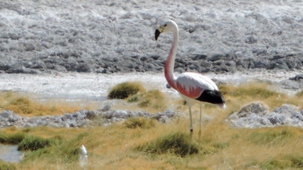 Conaf registra al flamenco más longevo en Chile