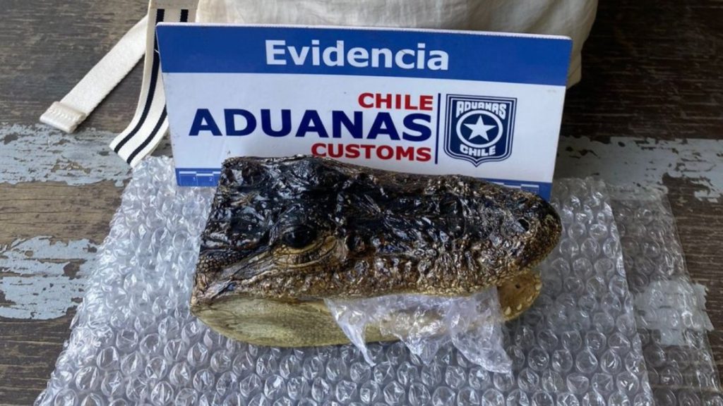 Cabeza de yacaré hallada en mochila de turista en Chile causa conmoción