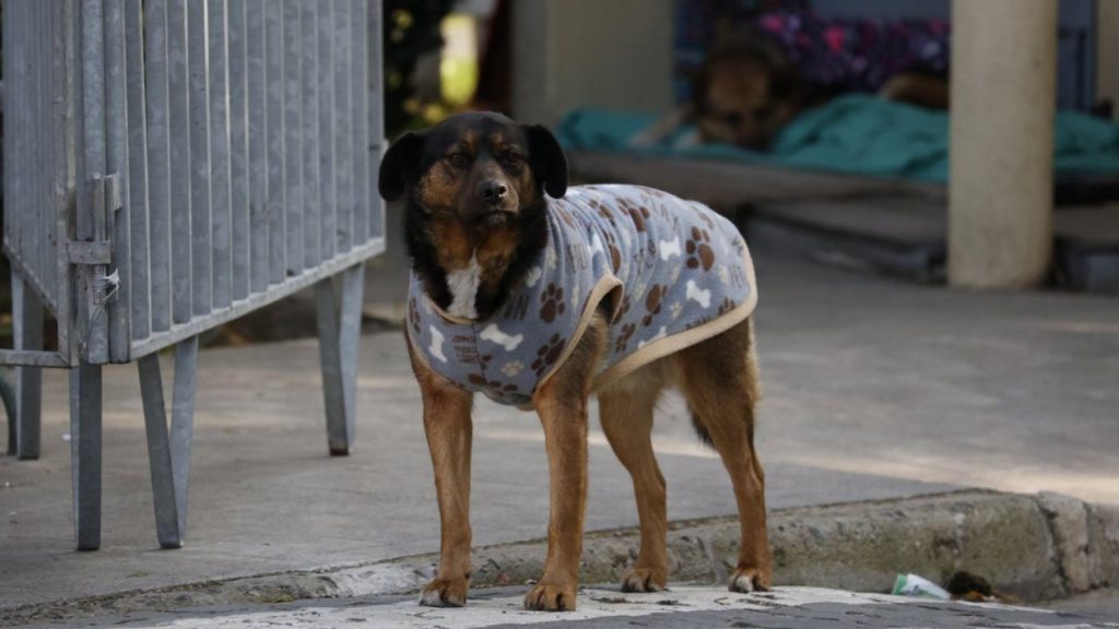 Denuncian abuso sexual contra mascotas en el cerro Las Cañas