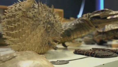 Venta Ilegal de Fósiles - Descubren Museo Clandestino con Fósiles y Momias en Curicó, Chile