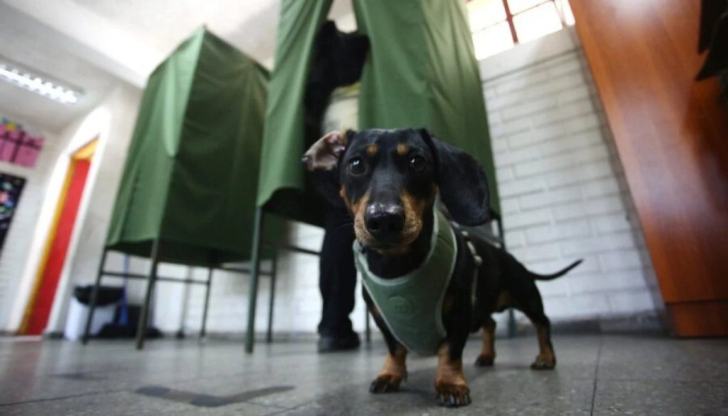 Votar Primarias con Mascota - ¿Puedes Votar en las Primarias 2025 con tu Mascota?