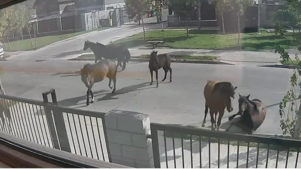 Caballos en Plaza Talcahuano - Caballos en Plaza Talcahuano: Un Problema de Seguridad y Convivencia