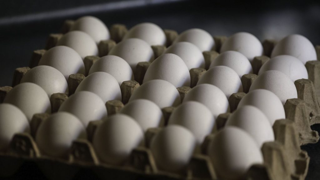 Aumento del Contrabando de Huevos en Chile para 2025 - Contrabando de Huevos en Chile: Una Crisis Sanitaria en Auge