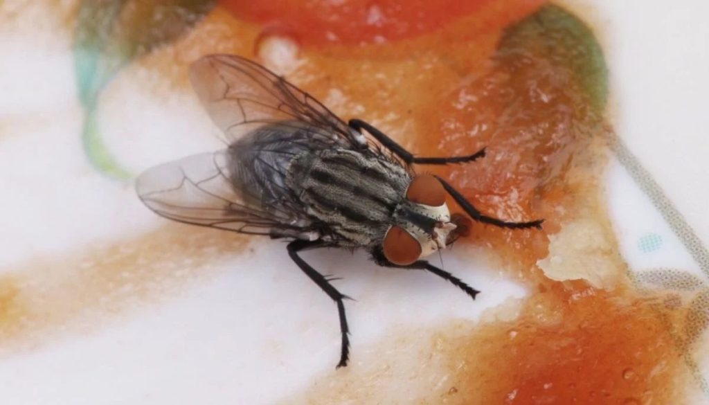 Bacterias Moscas Comida - Moscas y Comida: El Peligro Invisible en Cada Bocado