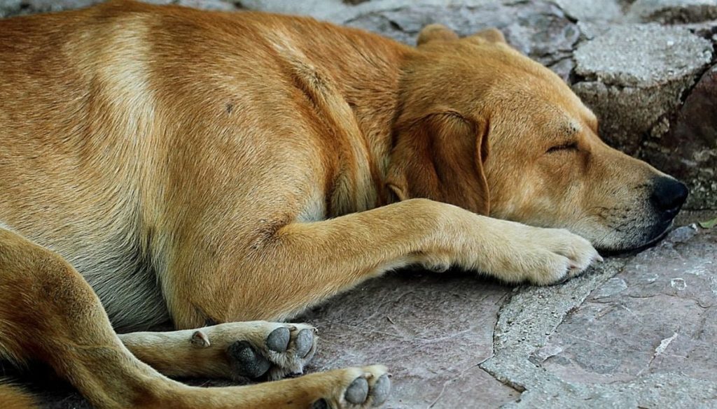 Brutal Agresión a un Perrito en Copiapó y Acciones Legales del Municipio - Copiapó se Indigna: Brutalidad Contra Perro Desata Acción Legal