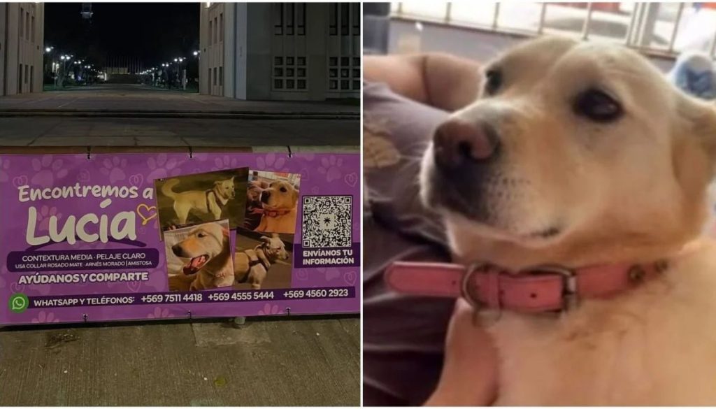 Buscar Perrita Lucía Concepción - Desaparece Lucía: La conmovedora búsqueda en Concepción.