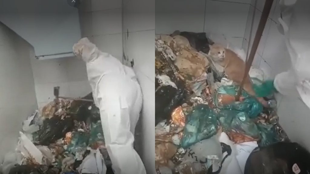 Denuncia de Maltrato Animal en San Miguel - Rescate Dramático: Gato Sobrevive a Maltrato en San Miguel