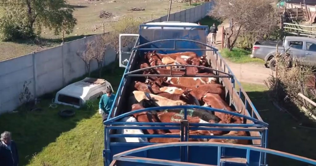 Detención de Cuatro Personas por el Robo de un Camión en Rengo - Detención de cuatro implicados en robo de animales en Rengo