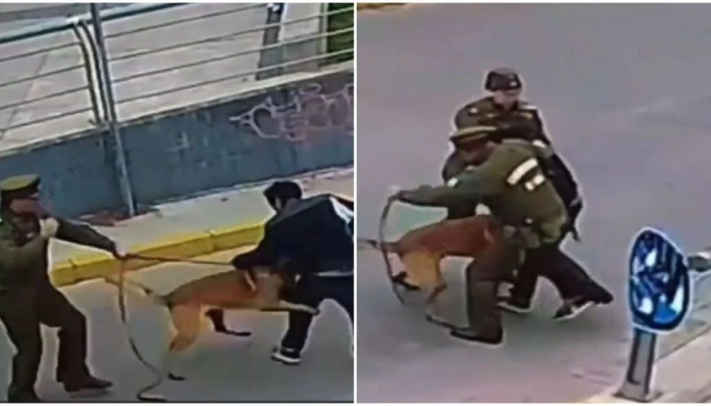 Detención de un Ladrón de Bicicletas por un Perro de Carabineros en Curicó - Perro de Carabineros Captura a Ladrón de Bicicleta en Curicó