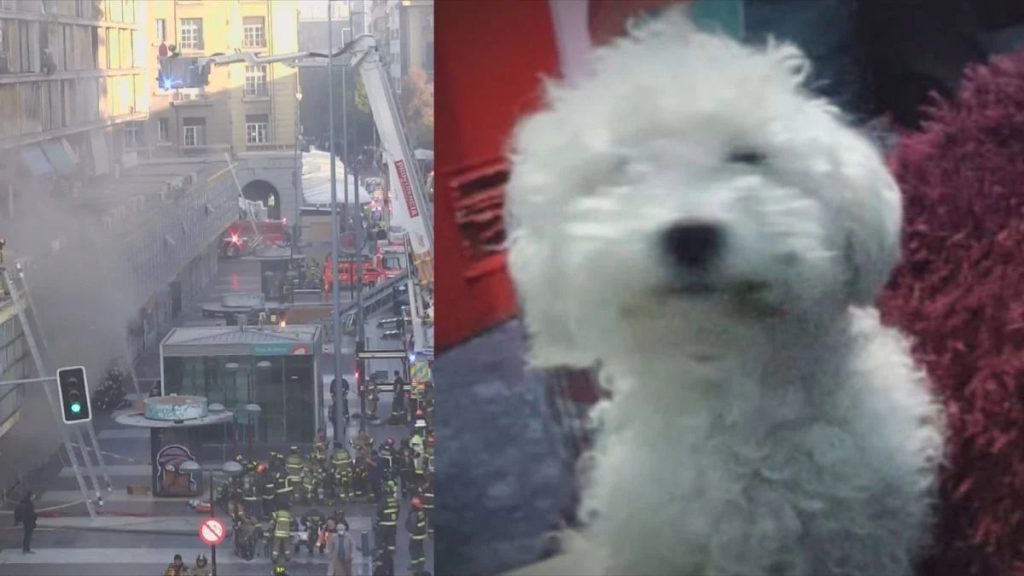 Dueño de la Mascota Fallecida en el Incendio de Santiago - Tragedia en Santiago: Mascota Muere en Incendio Devastador