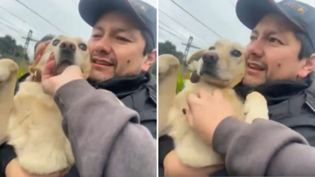 Encuentro de la Perrita Lucía en Concepción tras la Tragedia - Conmovedor Reencuentro: Lucía Regresa a Concepción Tras su Pérdida
