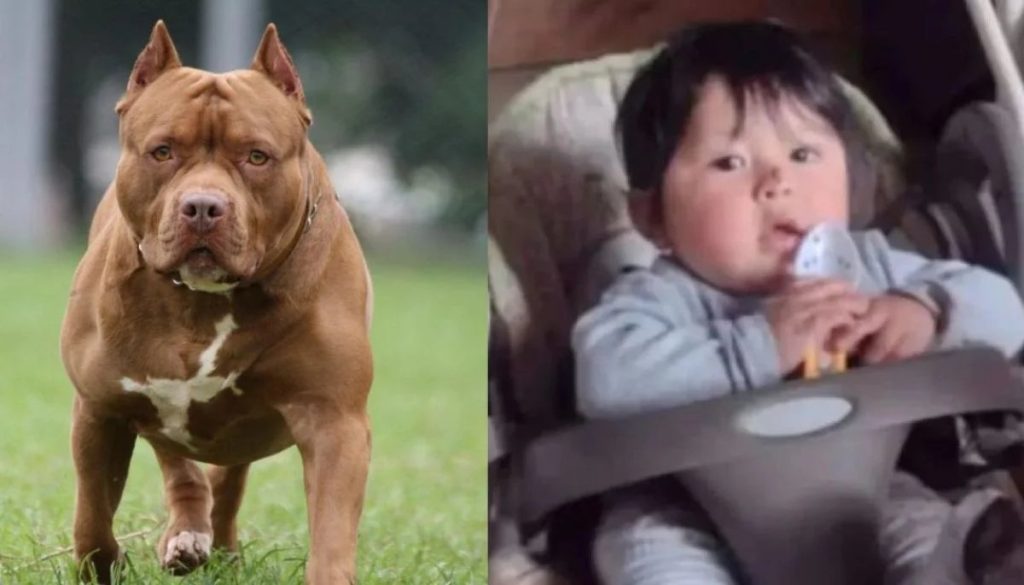 Explicación de los Dueños de Pitbulls tras la Muerte de un Niño en Argentina - Dueños de Pitbulls en el Centro de la Tragedia en Argentina: Un Análisis