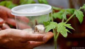 Los Sonidos que Emiten las Plantas y Cómo los Escuchan los Insectos - Las Plantas Hablan y los Insectos Escuchan: Un Mundo de Sonidos