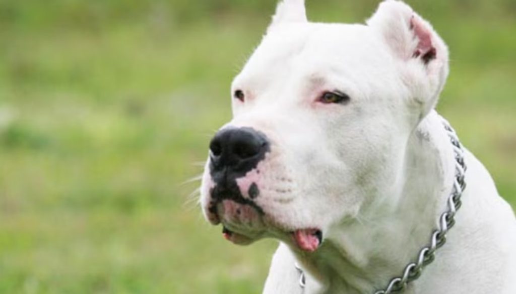 Mujer Muere tras el Ataque de Su Perro en Santa Teresita - Tragedia en Santa Teresita: Mujer Fallece por Ataque Canino