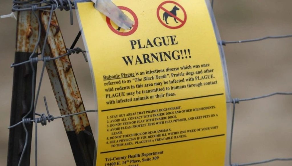 Primera Muerte por Peste Negra en Estados Unidos en 2025 - Primera Muerte por Peste Negra en EE.UU. Genera Alerta Sanitaria