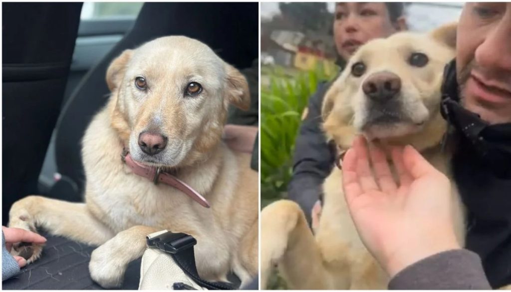 Regreso de Lucía, la Perrita Perdida en Concepción - Lucía, la Perrita Triunfante de Concepción, Regresa a Casa