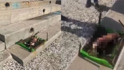 Brutal Caso de Maltrato Animal en Antofagasta - Impactante Crueldad Animal en Antofagasta: Avanza la Investigación
