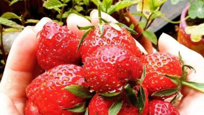 Cambio en el Estatus del Nematodo Aphelenchoides Fragariae en Chile - SAG redefine estatus de plaga: alerta por frutillas chilenas