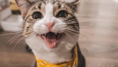 Cambios en la Salud de Tu Gato que Debes Observar - Señales de alerta: cambios en tu gato que indican problemas de salud
