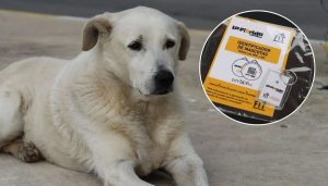 Cómo Obtener un Collar de Rastreo Gratuito para Mascotas en la Florida - Collares de rastreo: Innovación para la seguridad de mascotas en La Florida