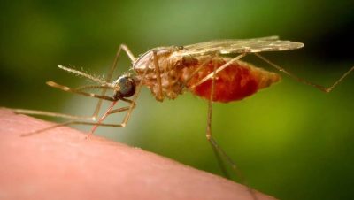 Cómo Se Contagia la Fiebre Chikungunya y Cuáles Son Sus Síntomas - Alerta Global: El Chikungunya Se Expande Rápidamente en el Mundo