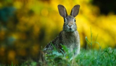 Donación de Mascotas para Alimentar a los Depredadores en el Zoológico de Dinamarca - Zoológico danés busca mascotas para alimentar a depredadores.