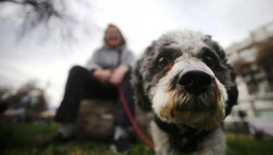 Permiso Laboral por la Muerte de una Mascota en Chile - Chile avanza en el reconocimiento del duelo por la pérdida de mascotas